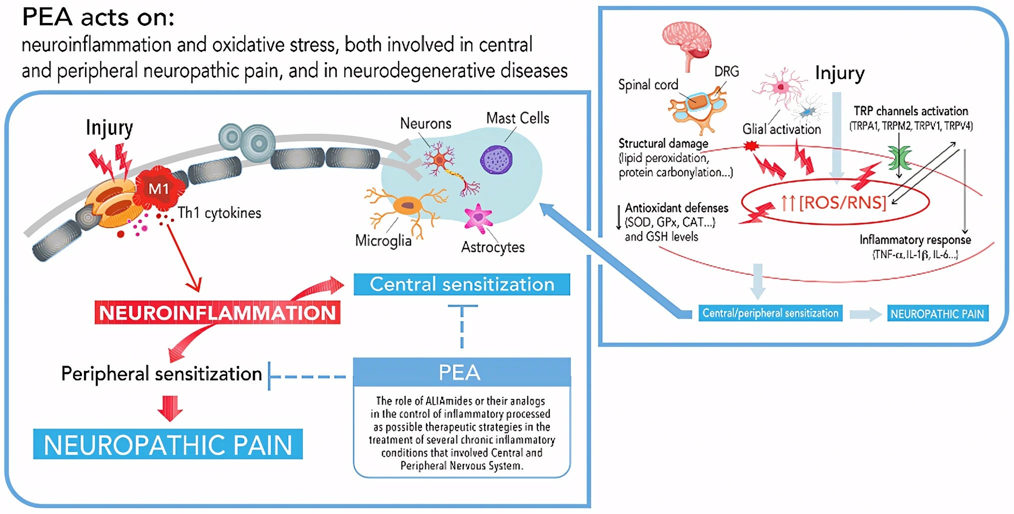 PEA clinical research data